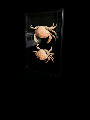 Framed Montauk Crabs