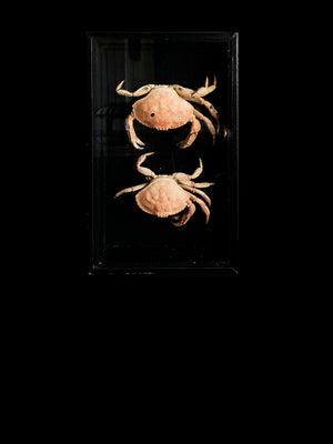 Framed Montauk Crabs