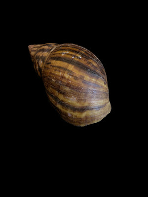 Natural Brown Shell
