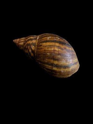 Natural Brown Shell